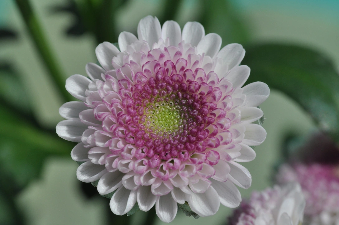 В Китае открылся фестиваль хризантем — смотрите, как красиво! | Источник: Legion Media