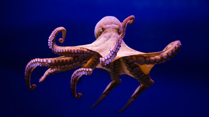 Таинственное место в океане, как магнит, притягивает тысячи осьминогов. В чем его секрет?
