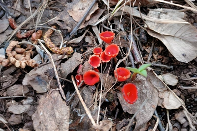 На Урале нашли редкий ярко-красный гриб — микростому