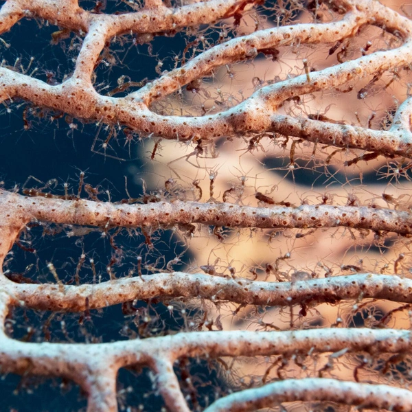 Третье место в номинации «Дикая природа» | Источник: Alexis Chappuis / Ocean Photographer of the Year 2025