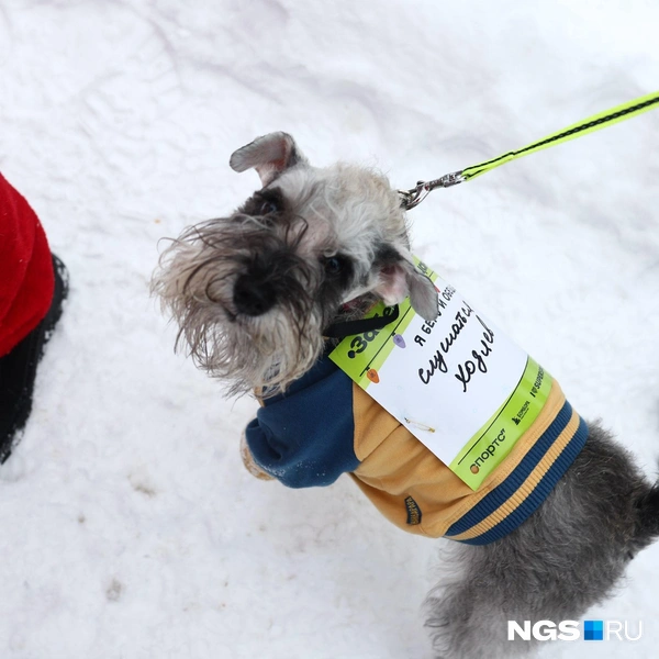 Вот это обещание! | Источник: Александр Ощепков / NGS.RU