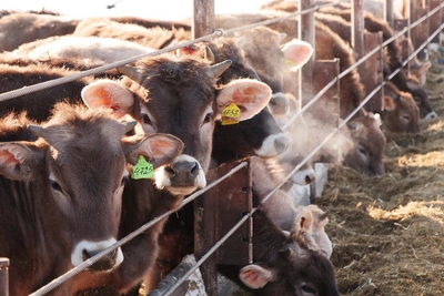 Агрострахование с господдержкой для сельхозпроизводителей