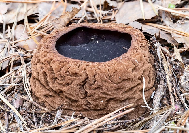 Гриб часто используют в народной медицине | Источник: mycology.su