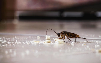 Тараканы могут усугубить аллергию и астму у детей — все дело в их экскрементах
