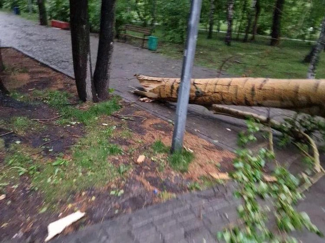 В сквере «Юность» повалено дерево | Источник: Читатель 72.RU