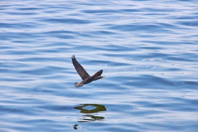 Баклан стал экологическим бедствием для рыбоводов
