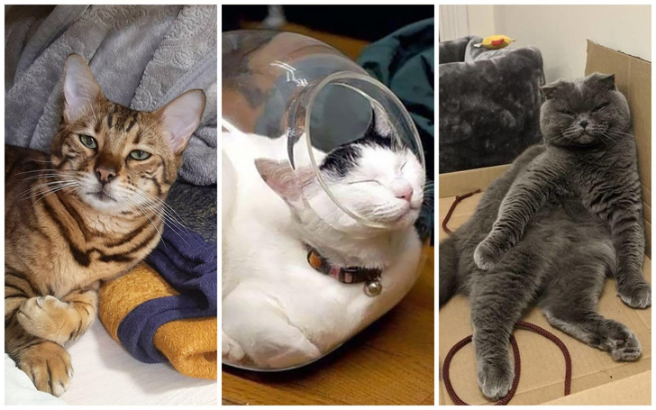 30 фото нелепых мест, где обожают спать котики