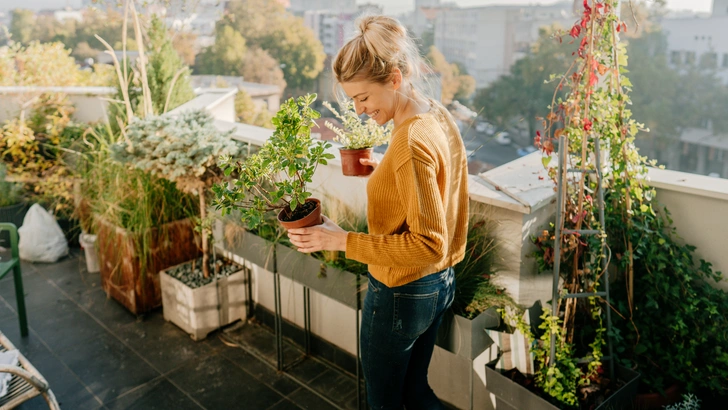 Земляника, овощи и зелень — вкуснятина, которую легко вырастить на собственном подоконнике