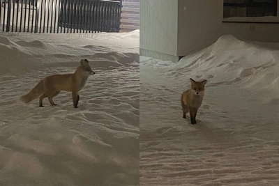 Дикая лисица в Тюмени: контакт опасен для жизни