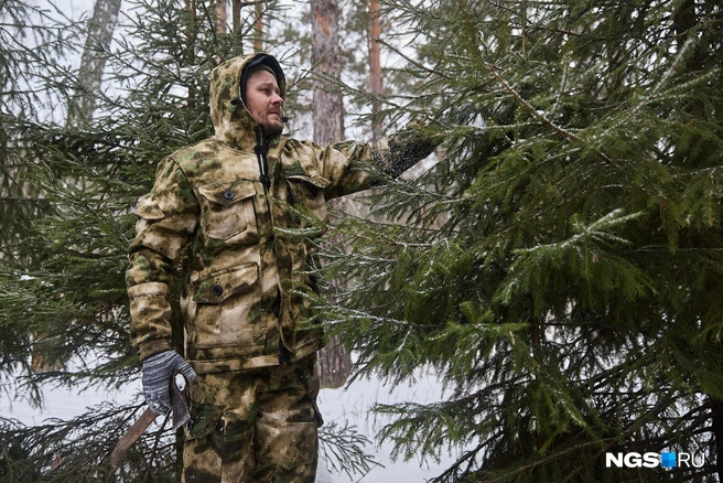 Ель обыкновенную и сосну заготавливают в лесостепной зоне, приобских лесах и ленточных борах, а пихту&nbsp;— в присалаирских лесных массивах региона | Источник: Александр Ощепков / NGS.RU