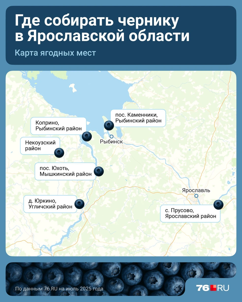 Показываем на карте места, где дачники собирают северную ягоду | Источник: Евгения Бикунова / Городские медиа