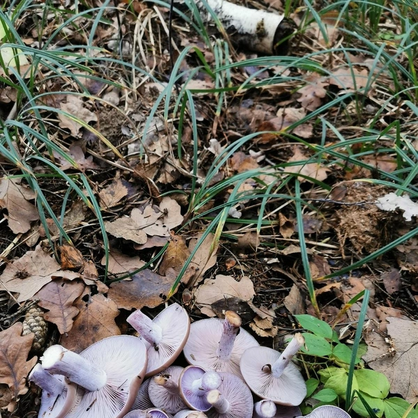 А это результат вылазки в лес под Химками | Источник: Виктория Захарина / Грибы в Подмосковье 2025 / VK.com