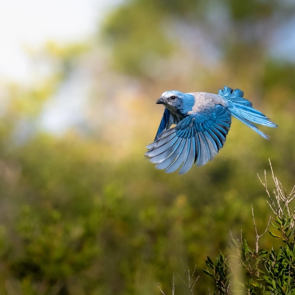 Победитель в номинации «Птицы» | Источник: Marcos Rodriguez / Florida Wildlife Federation Photo Contest 2025
