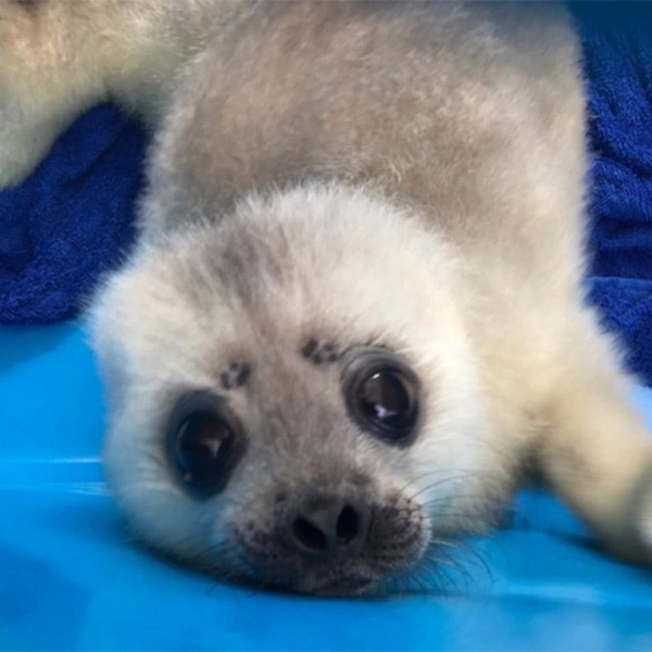 щенок балтийской кольчатой нерпы | Источник: Спасение тюленей 699-23-99 / Vk.com