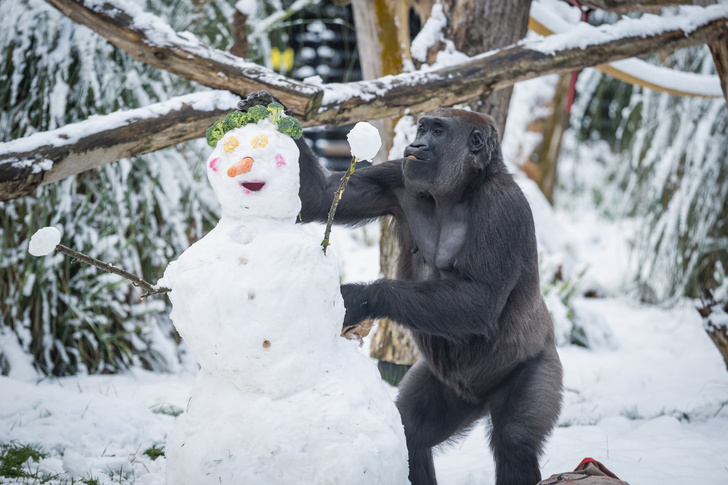Обитатели Лондонского зоопарка радуются снегу