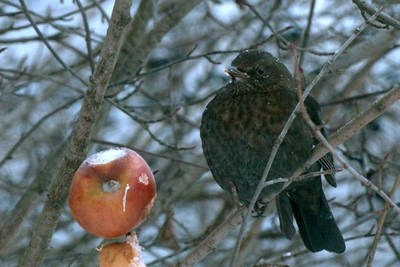 В Петербурге найдена зимующая семья черных дроздов