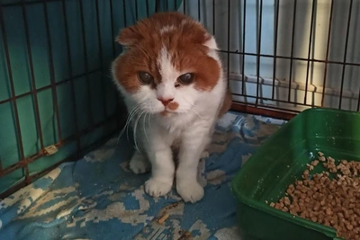 Novosibirsk shelter seeks home for 18-year-old cat Sits