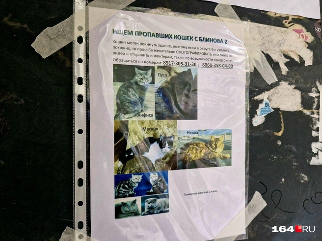 Хозяева надеются с помощью волонтеров найти своих питомцев | Источник: Виктория Федорова / 164.RU