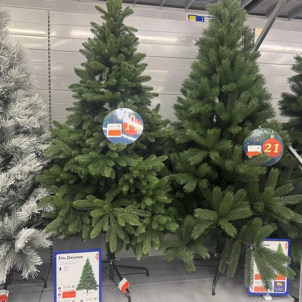 Елки высотой 1,8 метра | Источник: Дарья Гранкина / 26.RU