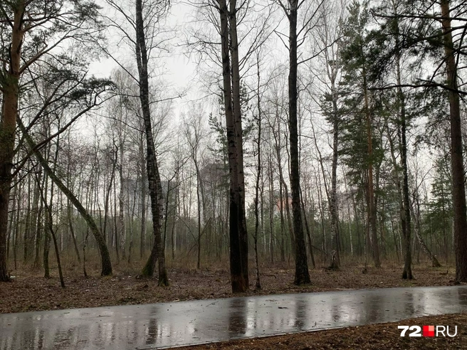 Новый парк появится рядом с Тюменской слободой | Источник: Полина Перепелица / 72.RU