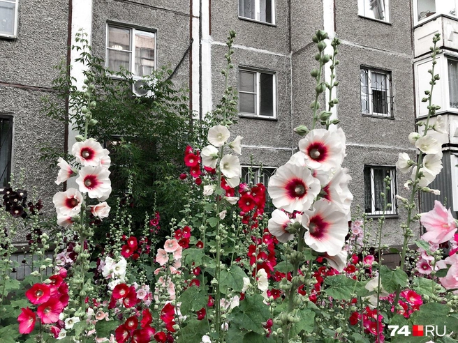 Мальва, может быть, не самый роскошный цветок, но позволяет прикрыть панельную убогость наших домов | Источник: Артем Краснов