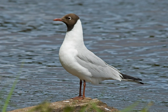Взрослая озерная чайка | Источник: Василий Покотилов / ФГБУ Кандалакшский природный заповедник / Vk.com