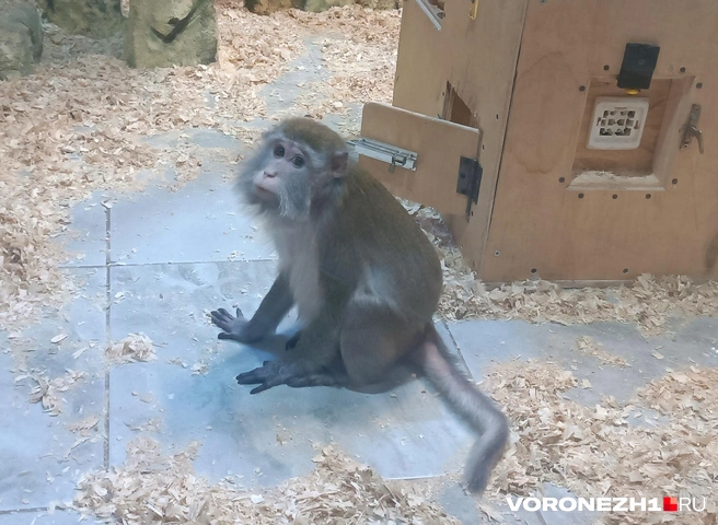 Источник: Алена Воропаева / Voronezh1.ru