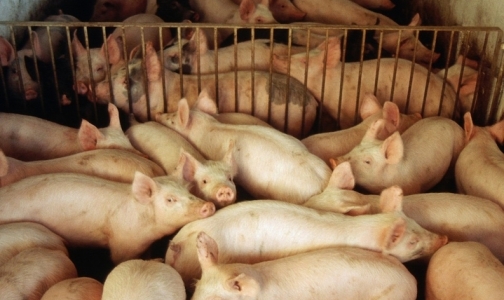 Ученые обещают через 5 лет создать «свиночеловека»