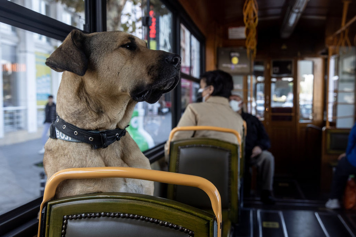 Огромный пес спокойно ездит сам по себе в общественном транспорте Стамбула.