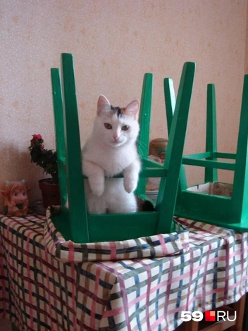 Еще одна трехцветная кошечка нашего журналиста | Источник: Марина Кузнецова / 59.RU 
