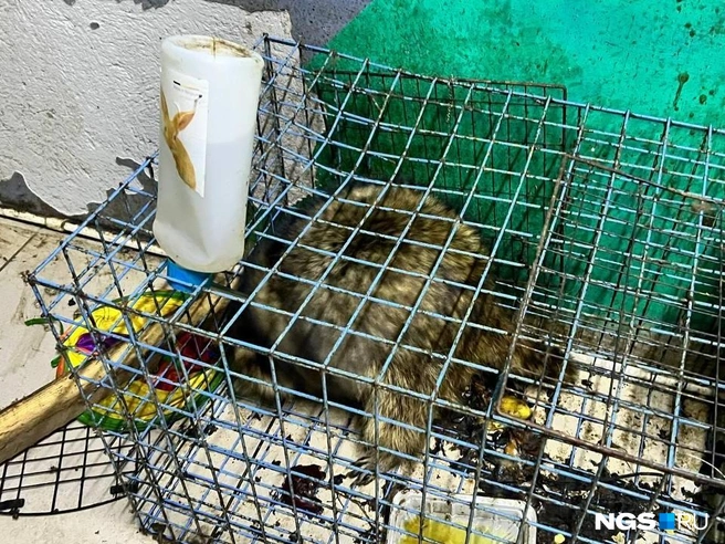 По словам бывшей управляющей, животных стало со временем в два раза больше, люди увольнялись, а денег на развитие им не выделяли | Источник: Настасья Медведева / NGS.RU