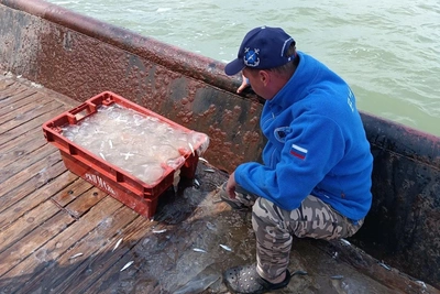 Из-за медуз в Азовском море выпали два месяца промысла