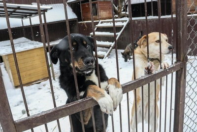 Abandoned in a Vacuum Cleaner Box: Shelter Pets Await Loving Homes