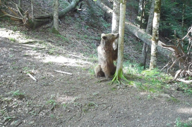 Недостаточная кормовая база в лесу, почти полное исчезновение каштанов, чьи плоды являются важнейшим источником жира для зверей перед зимней спячкой, гонят животынх к людям | Источник: kavkazzapoved.ru