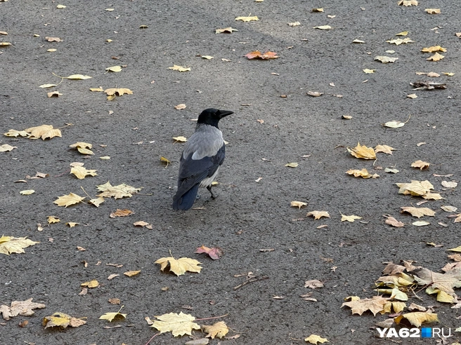 Любопытная ворона | Источник: Сергей Петунин / YA62.RU