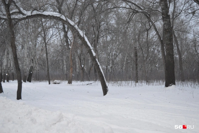 Лыжная трасса | Источник: Анастасия Баринова / 56.RU