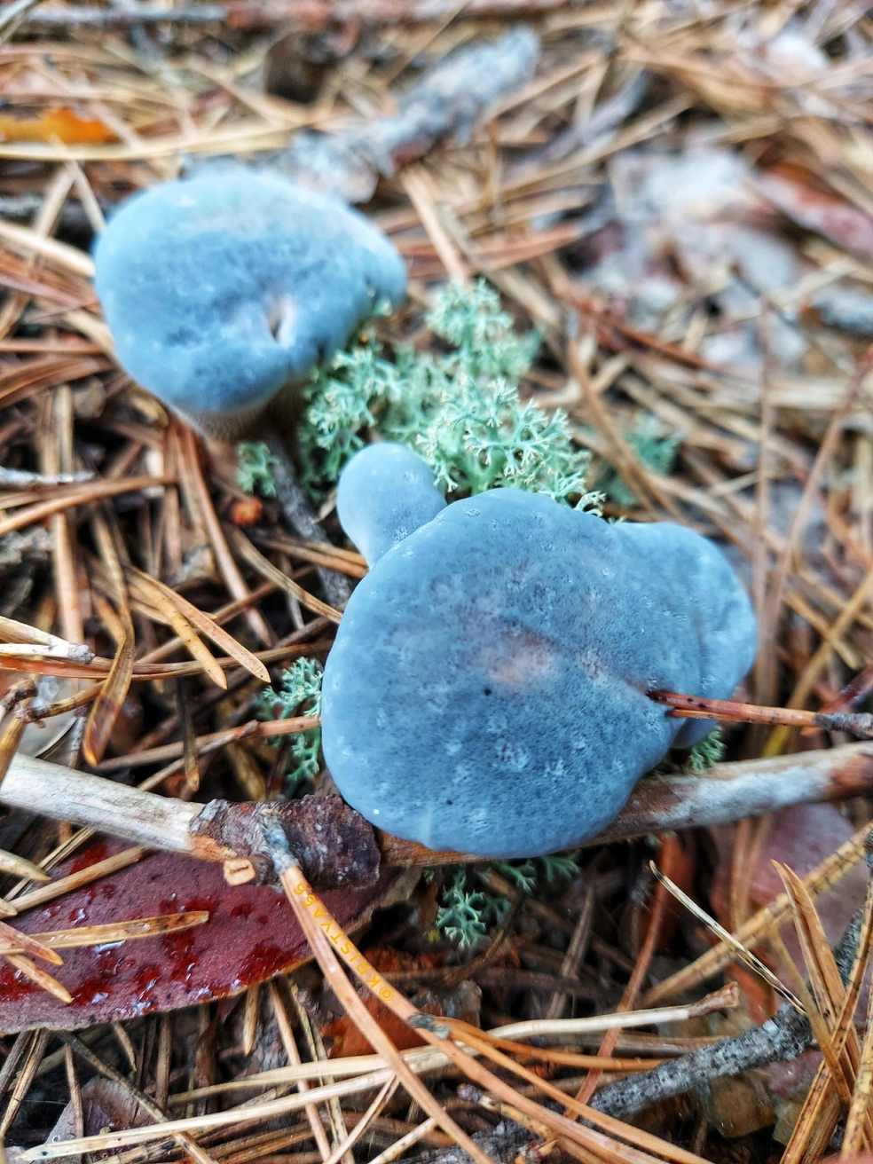 Это тоже гиднеллум, но другого вида | Источник: Кристина Редикульцева