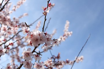 Тест: Выбери сакуру, а мы скажем, какое хокку написано в твою честь 🌸