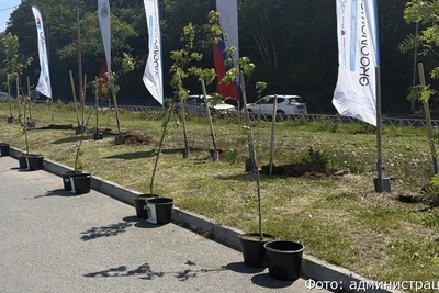 В парке «Спартак» высадили молодые рябины
