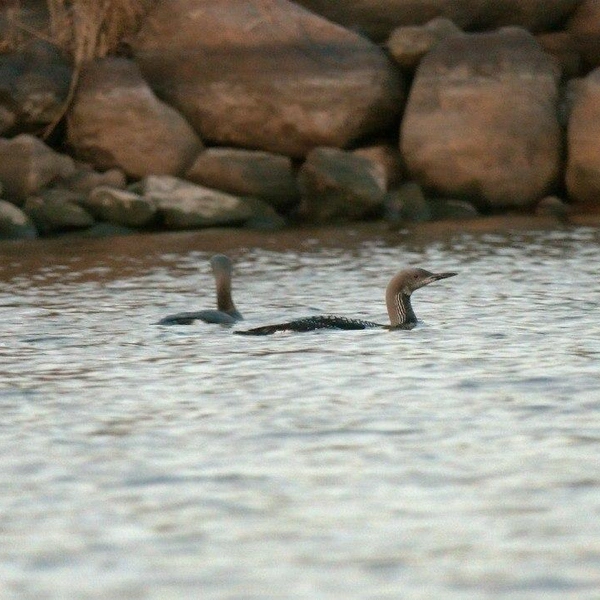 Источник: Павел Глазков / «Каждой твари по паре»