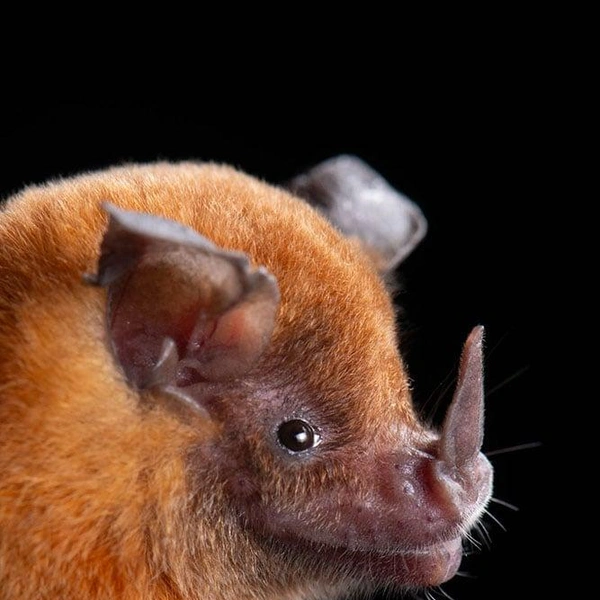 Большеухий листонос Никефора (Trinycteris nicefori) | Источник: José Gabriel Martínez-Fonseca via PetaPixel