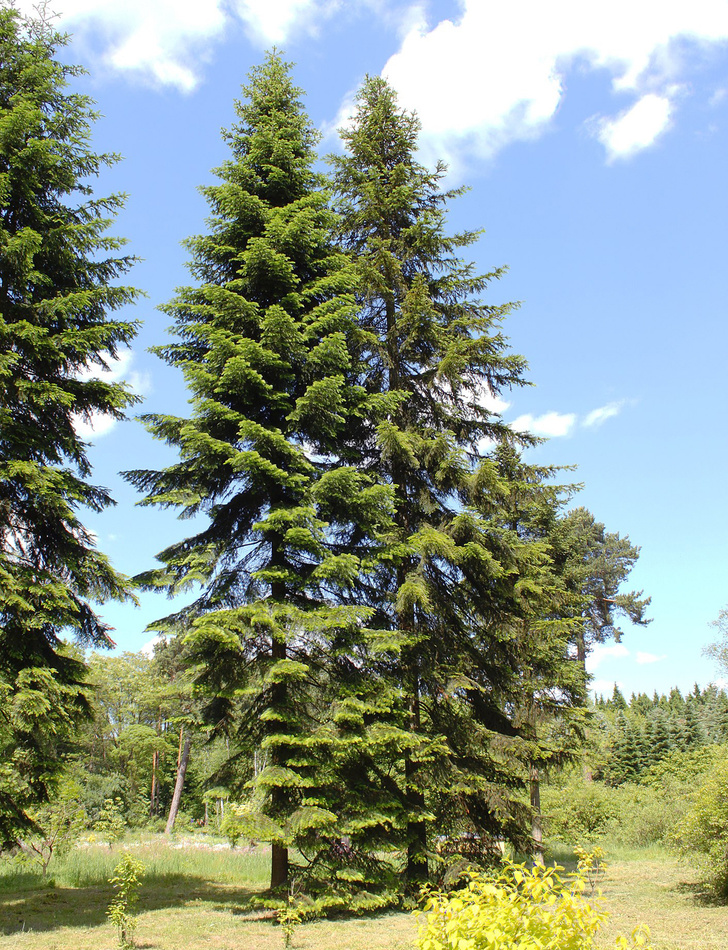Какое дерево одно из самых распространенных в России?