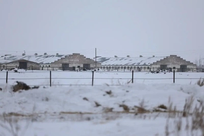 Пять очагов пастереллеза в Омской области, карантин сохраняется