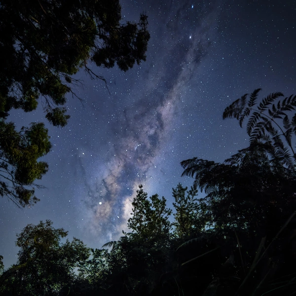 Второе место в номинации «Растения и грибы» | Источник: Benjamin Alldridge / Oceania Photo Contest 2025