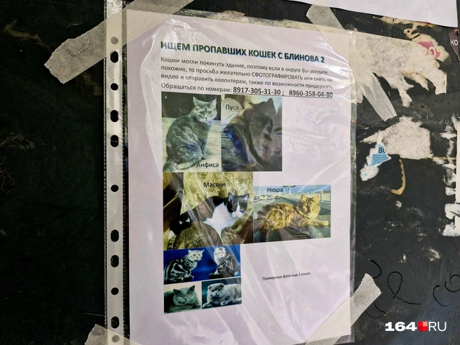 Жильцы ищут пропавших питомцев | Источник: Виктория Федорова / 164.RU