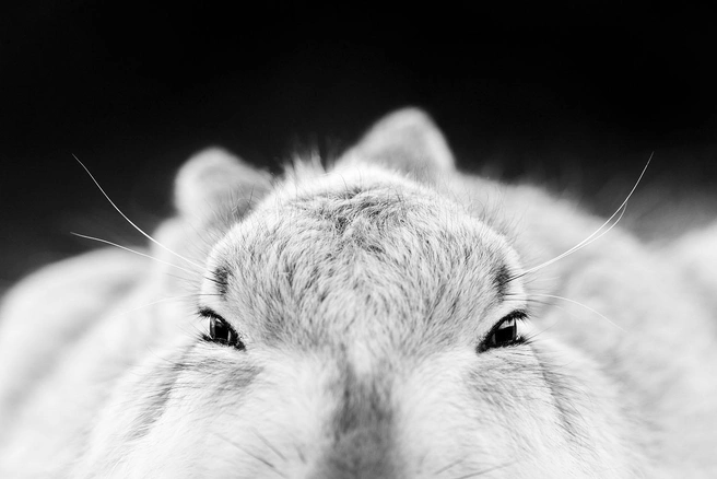 Источник: Hermann Hirsch / GDT Nature Photographer of the Year