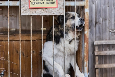 How to claim compensation for stray dog bite