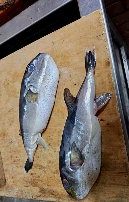 У рыбы большое и надутое пузо | Источник: Прокуратура Краснодарского края / T.me