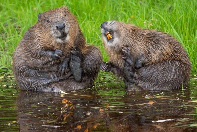 Если бы герои «Хроник Нарнии» жили в реальном мире | Источник: Natalie Veekmans / Nikon Comedy Wildlife Photography Awards 2026