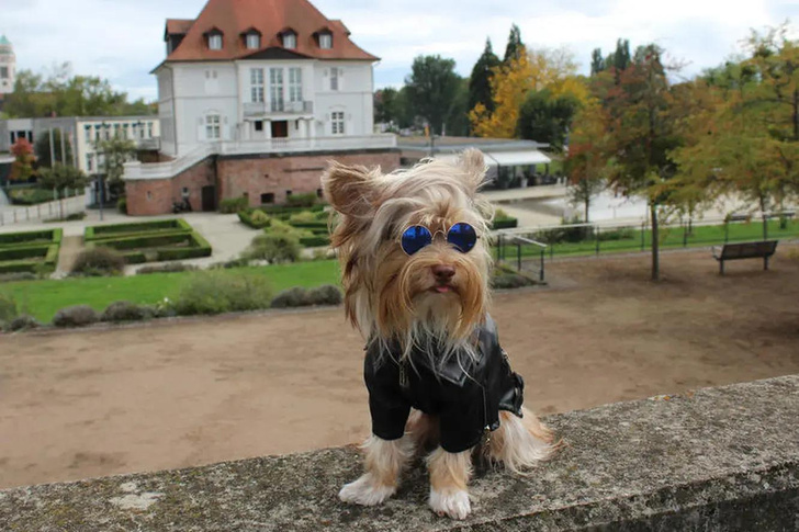 Как выглядит самая модная собака в мире